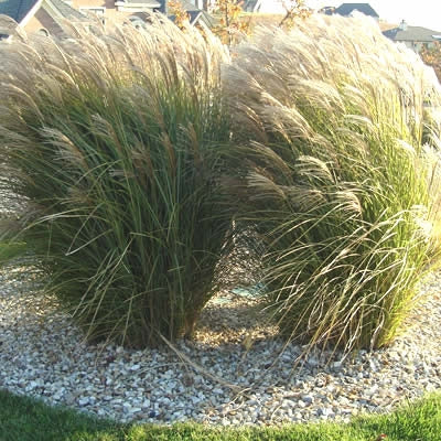 miscanthus sinensis ‘gracillimus’ MAIDEN GRASS