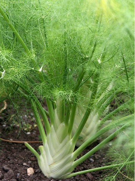 Fennel Dragon (4") (Shipped)