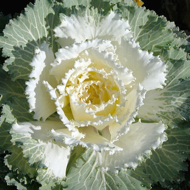 Osaka White Cabbage