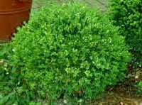 buxus microphylla koreana x ‘wintergreen’  WINTERGREEN KOREAN BOXWOOD