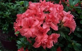 azalea x ‘encore’ AUTUMN PRINCESS