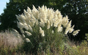 `cortaderia selloana PAMPAS GRASS