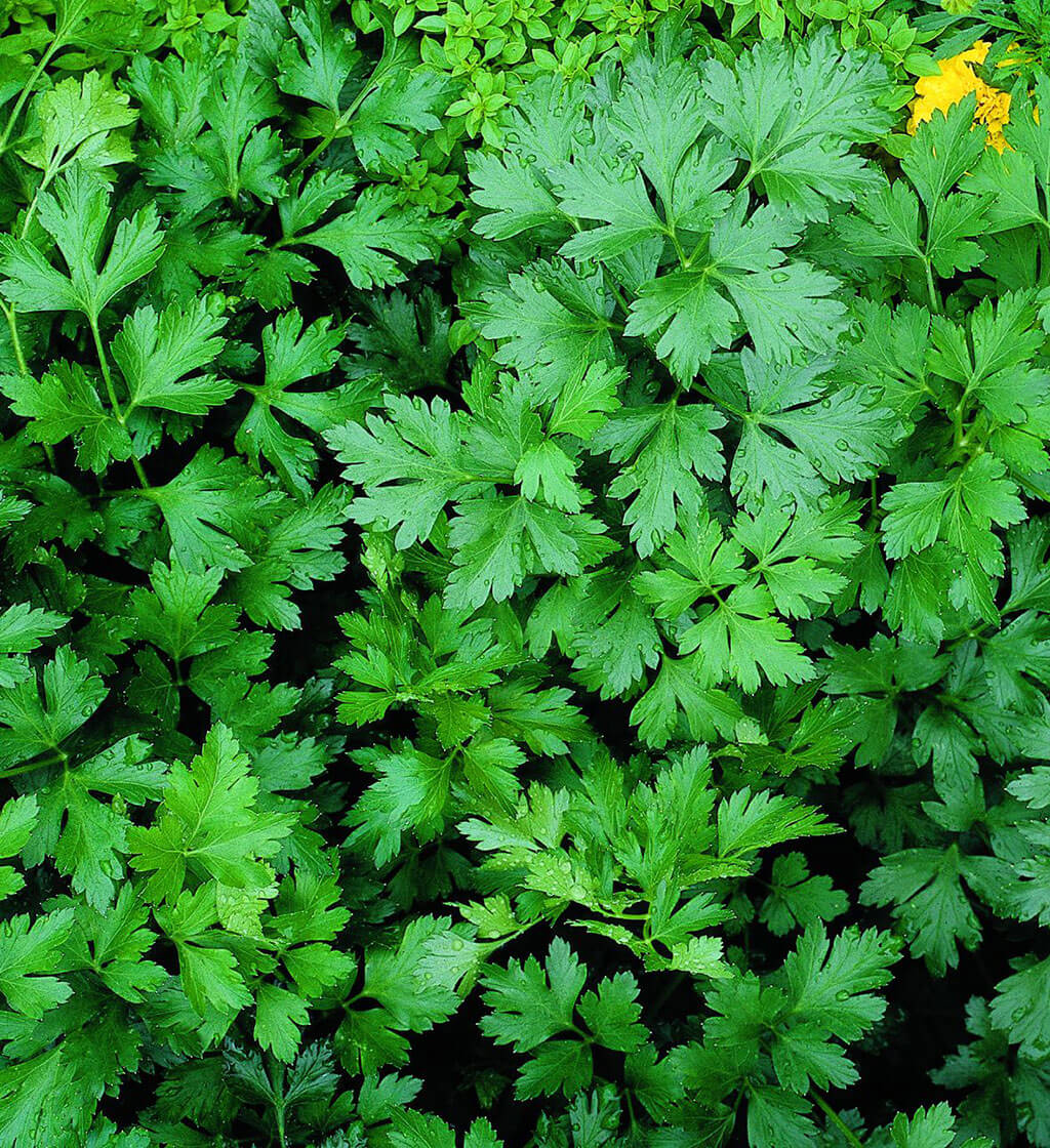 Parsley Italian Flat (4") (Shipped)