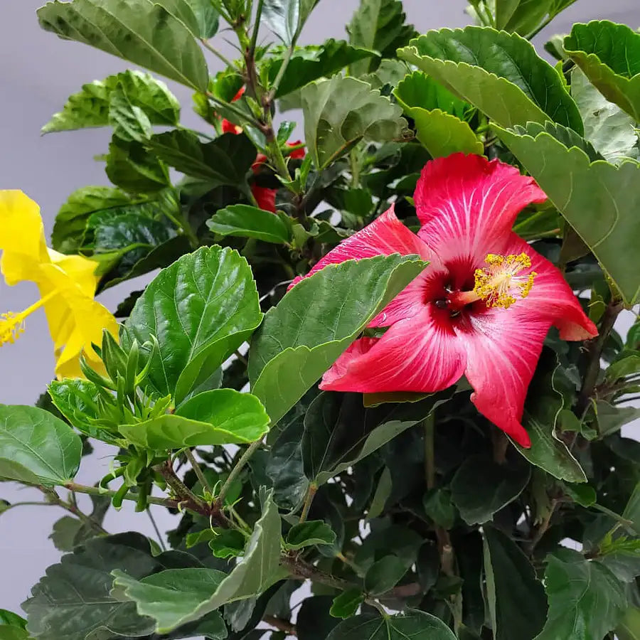 Hibiscus Bush Braided 4 Color Mix (3 Gal.)