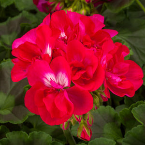 Geranium Calliope Hot Rose (6" Pot)