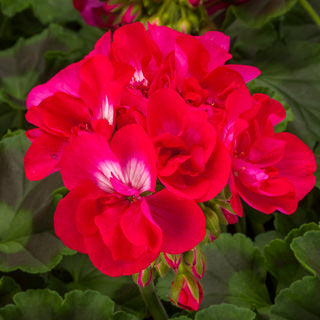 Geranium Calliope Hot Rose (6