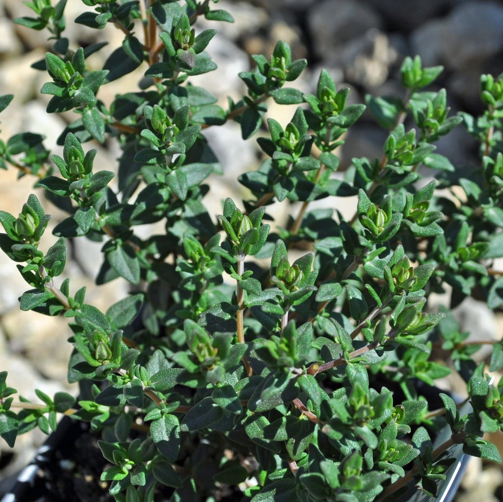 Thyme French (4") (Shipped)