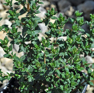 Thyme French (4")