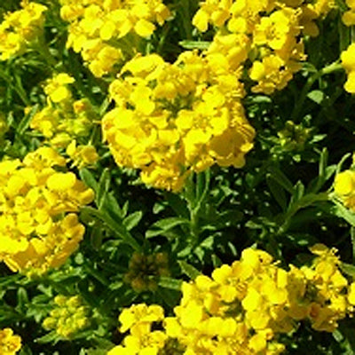 Alyssum Golden Spring