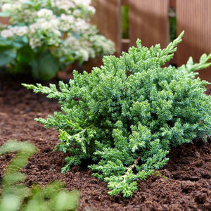 juniperus procumbens 'Green Mound' GREENMOUND JUNIPER