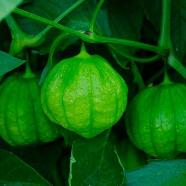 Tomatillo Tamayo (3.5") (Shipped)