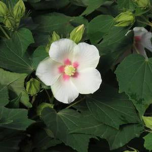 HARDY HIBISCUS BIG HIT WHITE (3 Gallon) hibiscus 'Happa White'