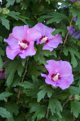 ALTHEA ROSE OF SHARON MINERVA (3 Gallon) hibiscus syriacus 'Minerva'