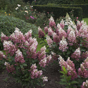 hydrangea paniculata 'DVP Pinky' PINKY WINKY HYDRANGEA