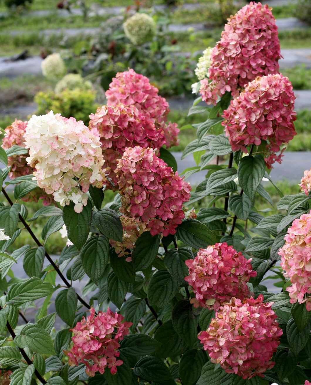 hydrangea paniculata 'SMHPFL' FIRE LIGHT HYDRANGEA