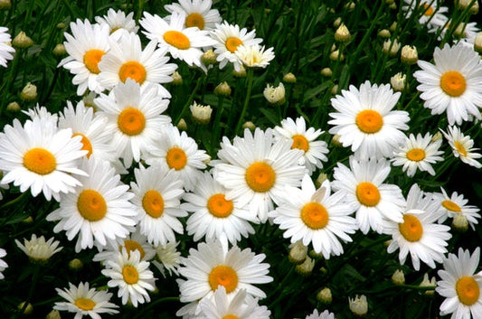 Leucanthemum Lucille Chic