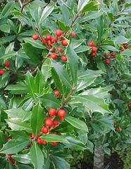 ilex x attenuata 'Fosteri' FOSTER HOLLY