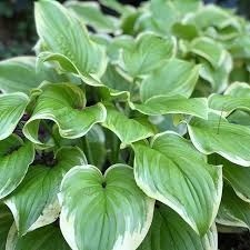 HOSTA FROZEN MARGARITA (1 quart) hosta x 'frozen margarita'