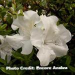 azalea x ‘encore’ AUTUMN IVORY (3 gallon) Rhododendron Hybrid ‘Roblev’