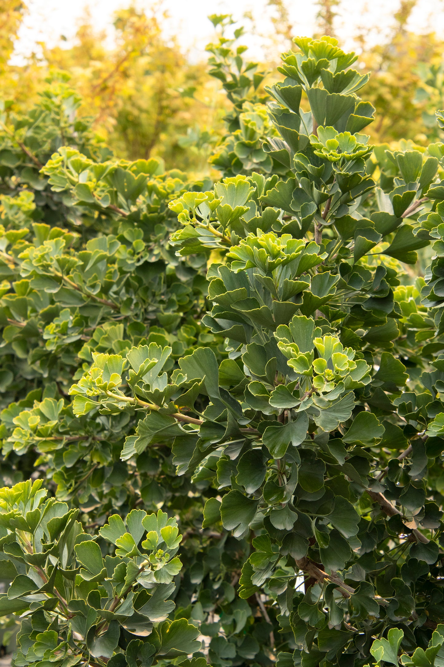 JADE BUTTERFLY GINKGO (5 gallon) Ginkgo biloba 'Jade Butterfly'