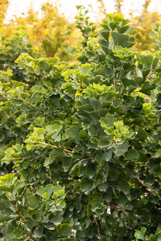 JADE BUTTERFLY GINKGO (5 gallon) Ginkgo biloba 'Jade Butterfly'