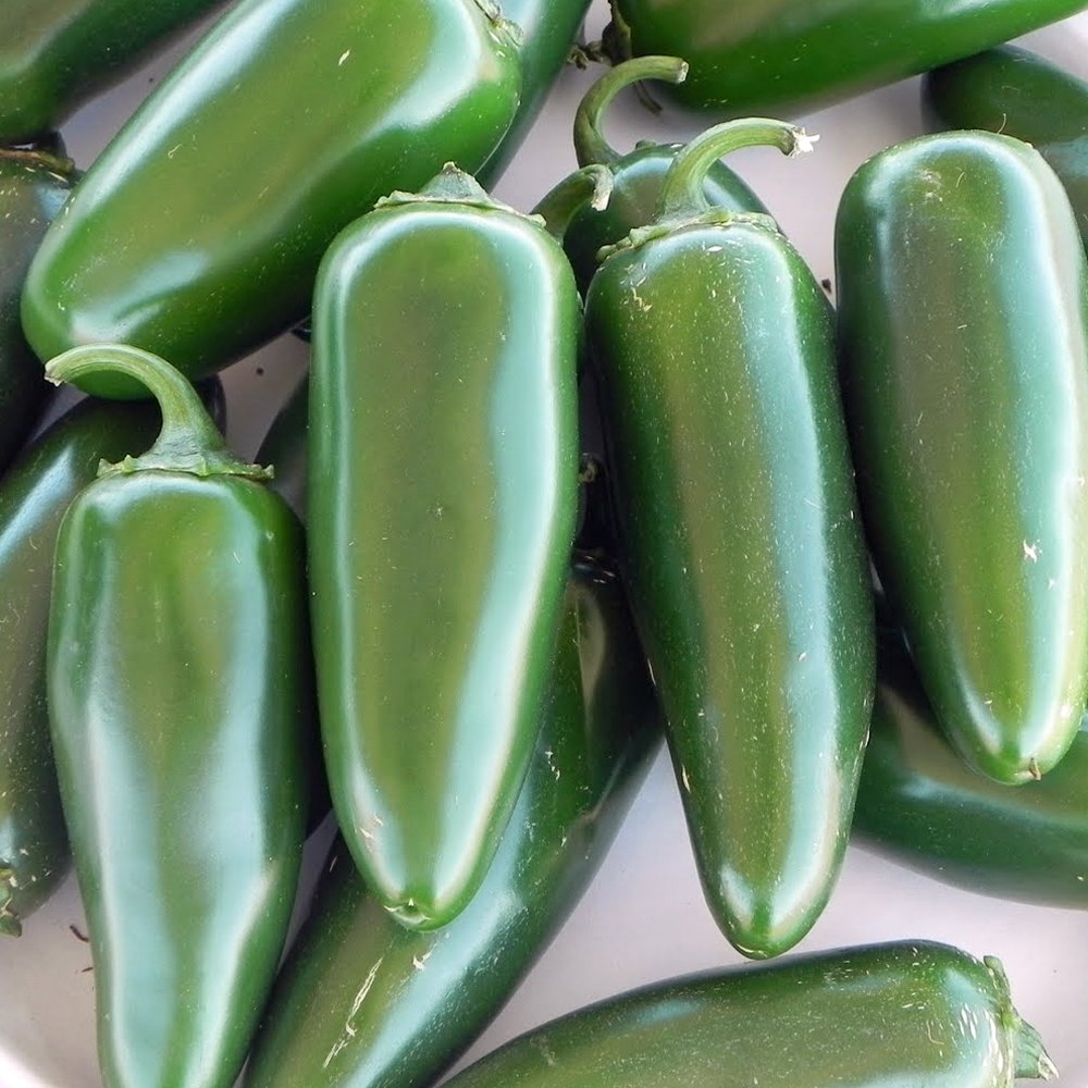 Pepper Hot Jalapeno M (3.5") (Shipped)