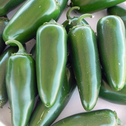 Pepper Hot Jalapeno M (3.5") (Shipped)