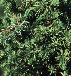 BLUE PACIFIC JUNIPER (1 Gallon) juniperus conferta ‘Blue Pacific’