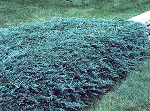 juniperus horizontalis 'Wiltonii' BLUE RUG JUNIPER (1 Gallon)