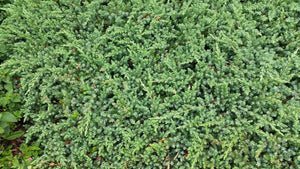 juniperus procumbens 'Nana' PROCUMBENS NANA JUNIPER (1 Gallon)