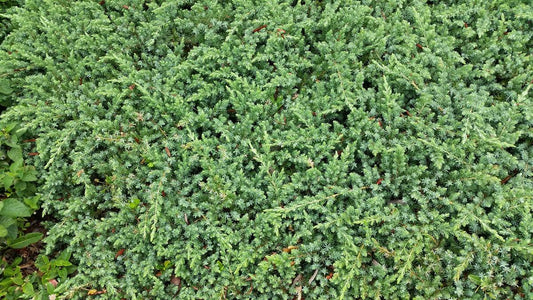 PROCUMBENS JUNIPER NANA (1 Gallon) juniperus procumbens 'Nana'