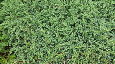 juniperus procumbens 'Nana' PROCUMBENS NANA JUNIPER (3 Gallon)