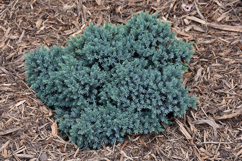 juniperus squamata 'Blue Star' BLUE STAR JUNIPER (1 Gallon) Needham