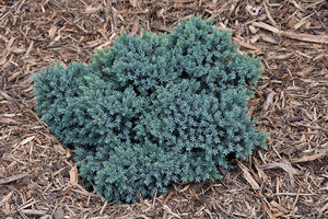 juniperus squamata 'Blue Star' BLUE STAR JUNIPER (1 Gallon)
