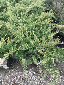 juniperus squamata expansa 'Parsonii' PARSON'S JUNIPER (3 Gallon)