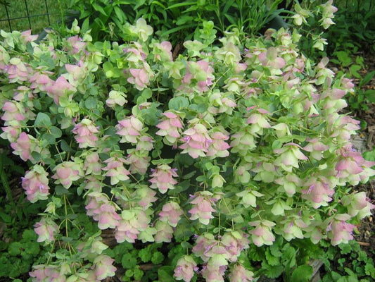 Oregano Kent Beauty (4" Pot)