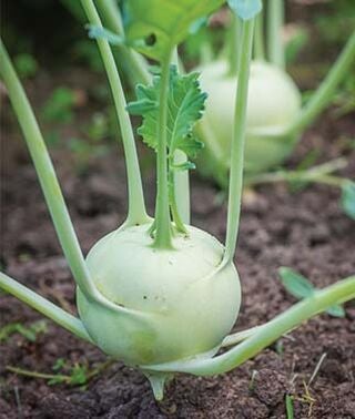 Kohlrabi Konan (3.5") (Shipped)