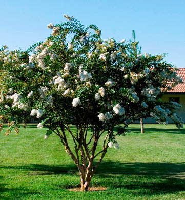 CRAPE MYRTLE ACOMA (3 Gallon) lagerstroemia 'Acoma'