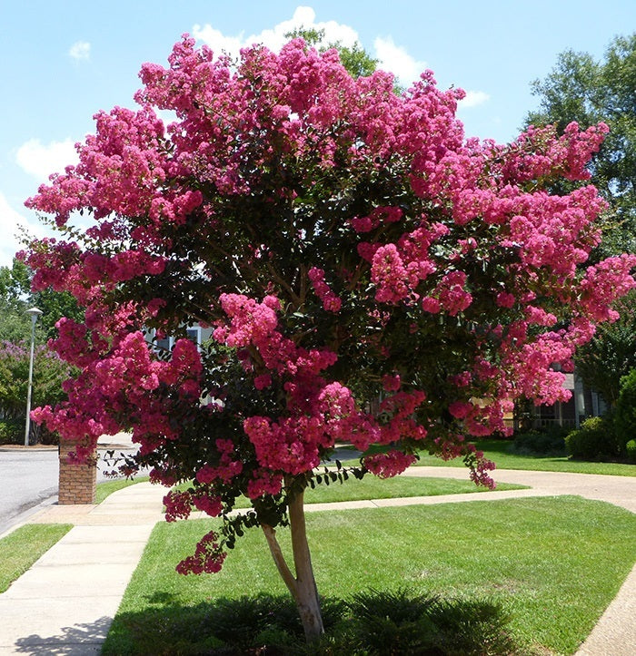 CRAPE MYRTLE TUSCARORA (15 Gallon) lagerstroemia 'Tuscarora'