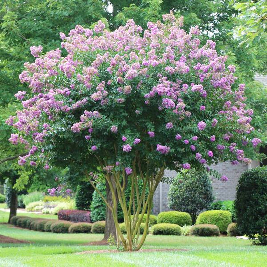 CRAPE MYRTLE TWILIGHT (15 gallon) lagerstroemia indica 'twilight'