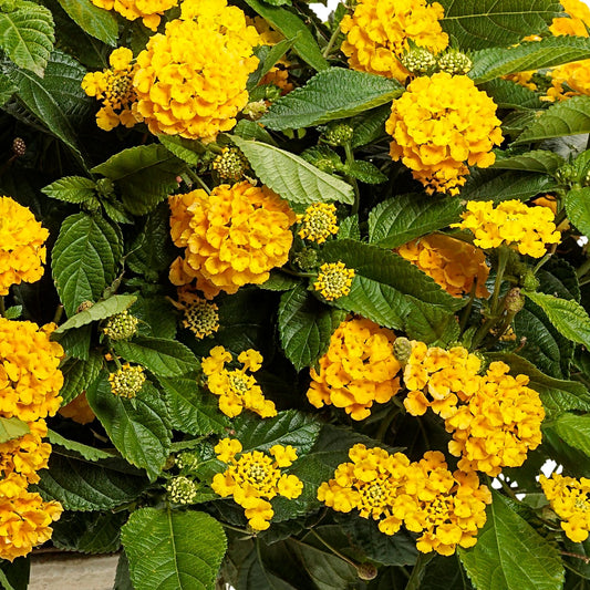Lantana Luscious Royale Lemon Tart 4.5" (PW) (SHIPPED)