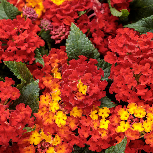 Lantana Luscious Royal Red (PW)