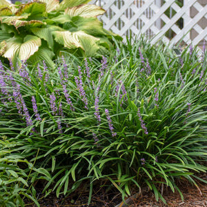 liriope muscari 'Big Blue' BIG BLUE LILY TURF