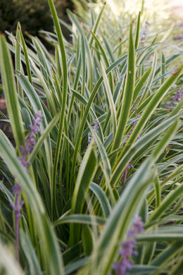 liriope muscari 'Marant' MARC ANTHONY MONKEY GRASS