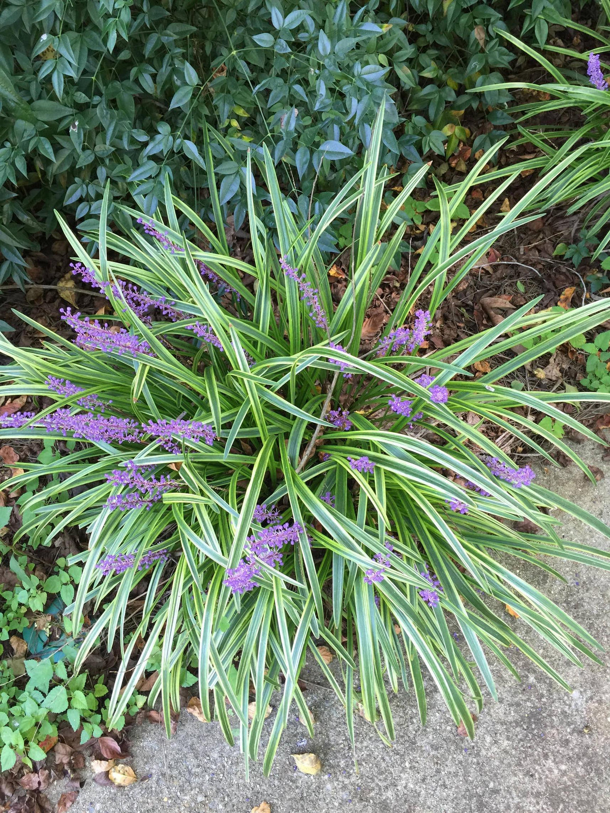 Variegated Monkey Grass - Liriope with Purple Plumes | Needham's