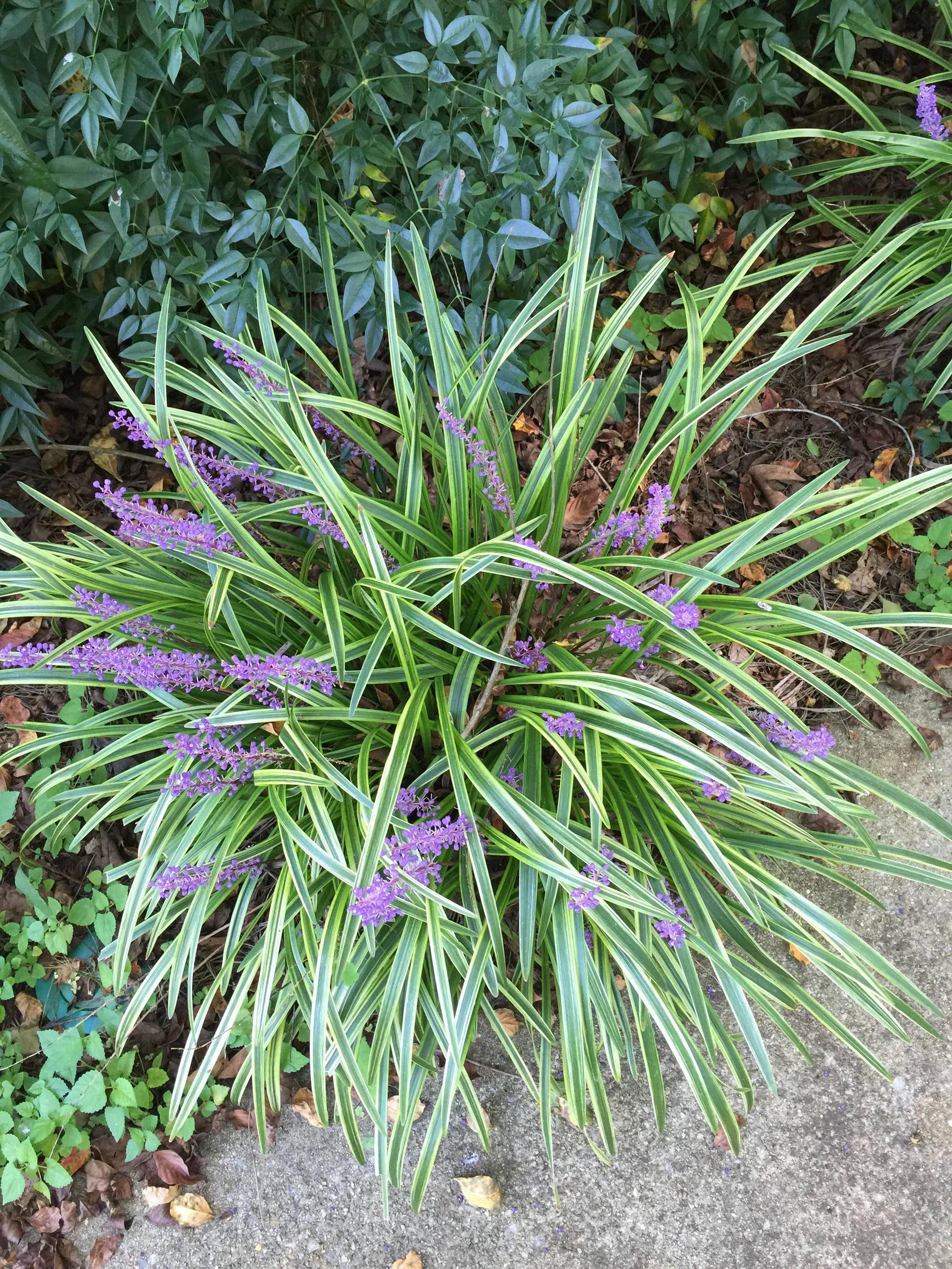 Variegated Monkey Grass - Liriope with Purple Plumes | Needham's ...