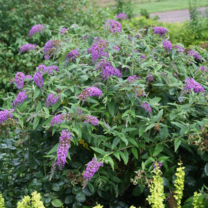 buddleia hybrid 'Purple Haze' Lo & Behold Purple Haze Butterfly Bush