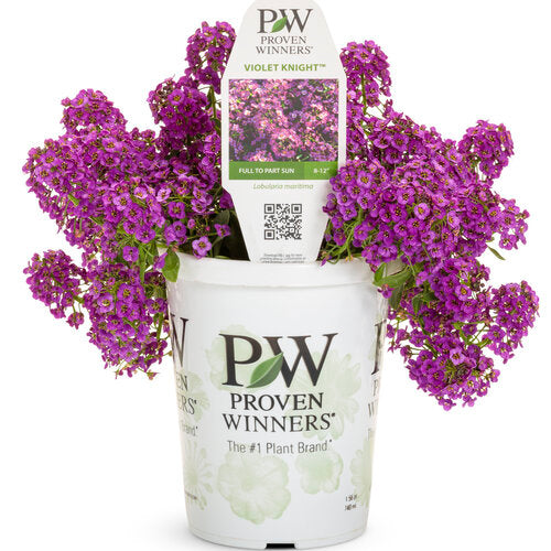 Lobularia Violet Knight 4.5" (PW) (SHIPPED)