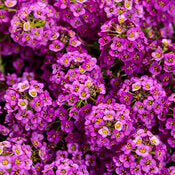 Lobularia Violet Knight 4.5" (PW) (SHIPPED)
