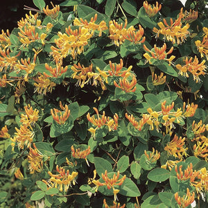 lonicera 'Mandarin' MANDARIN HONEYSUCKLE (3 Gallon)